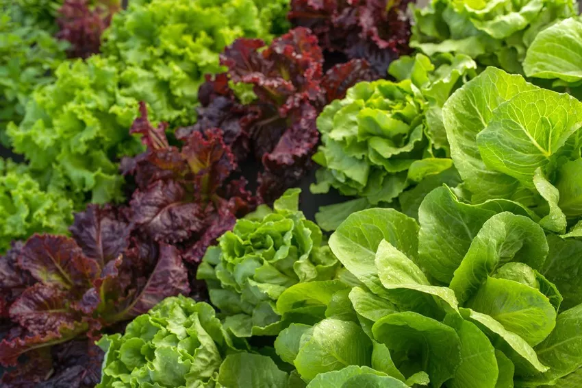 Sowing times for lettuce