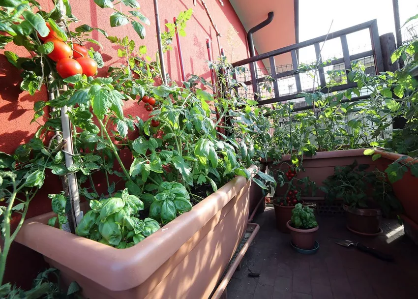 Growing tomatoes on the balcony - Valuable tips for growing