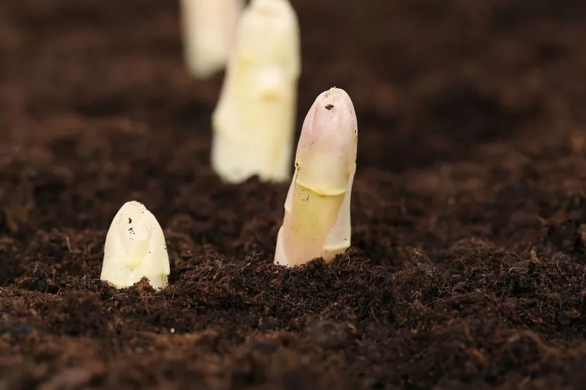 Planting white asparagus - tips on location & care