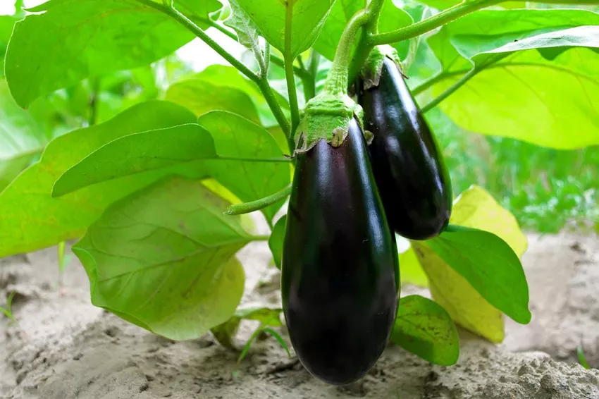 Aubergines opnieuw planten - dit is iets om in gedachten te houden