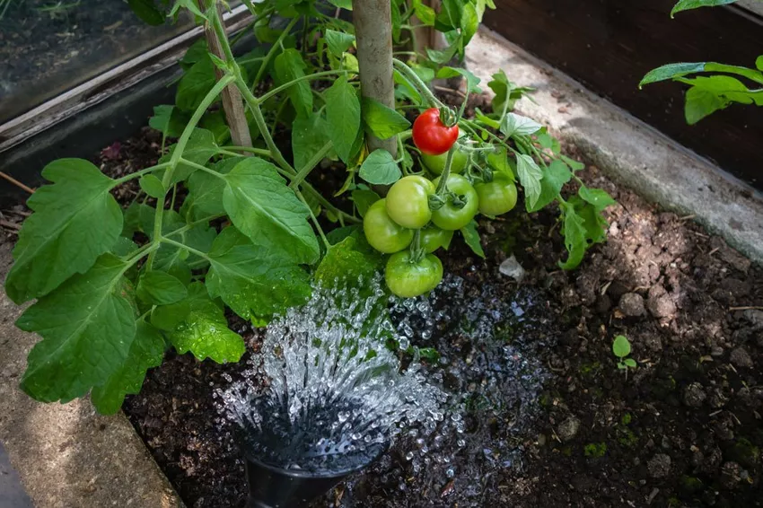 Watering tomatoes: outdoors, in the greenhouse and in the tub