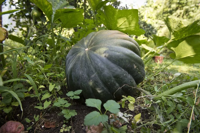 Planting nutmeg pumpkins - Everything about sowing, location and care