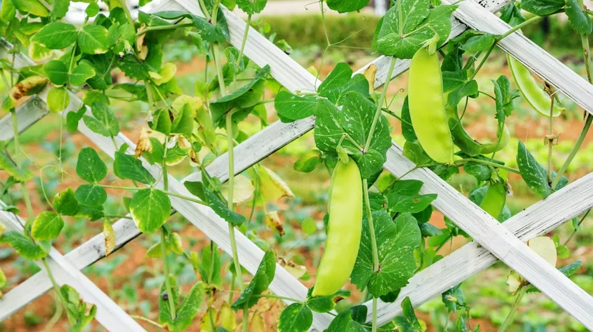 Growing mangetout on the balcony - this is how it works