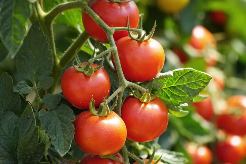 Bush tomatoes - plant, care for, multiply & overwinter