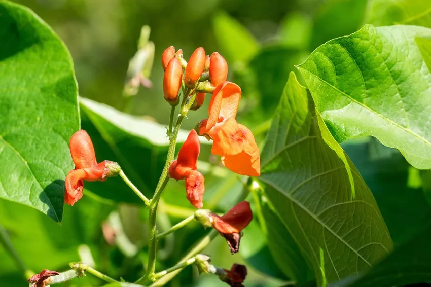 Fila haricot - Phaseolus coccineus plant, cultivate, harvest