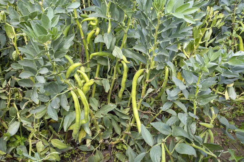 Cultivate and harvest broad beans