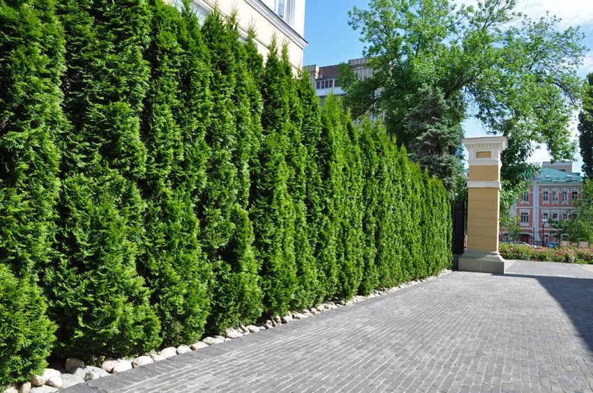 Care for conifers - How to maintain your evergreen hedge