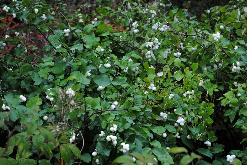 Propagating snowberries with sticks - explained step by step