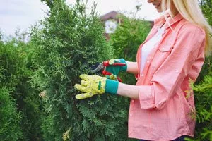 Propagating conifers - this is how it works with cuttings