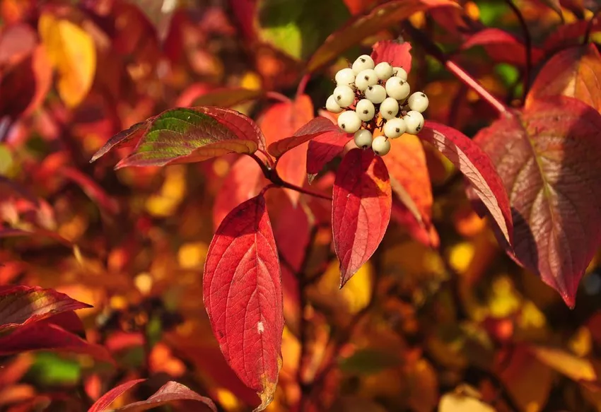 Tatar dogwood - planting, fertilizing and pruning