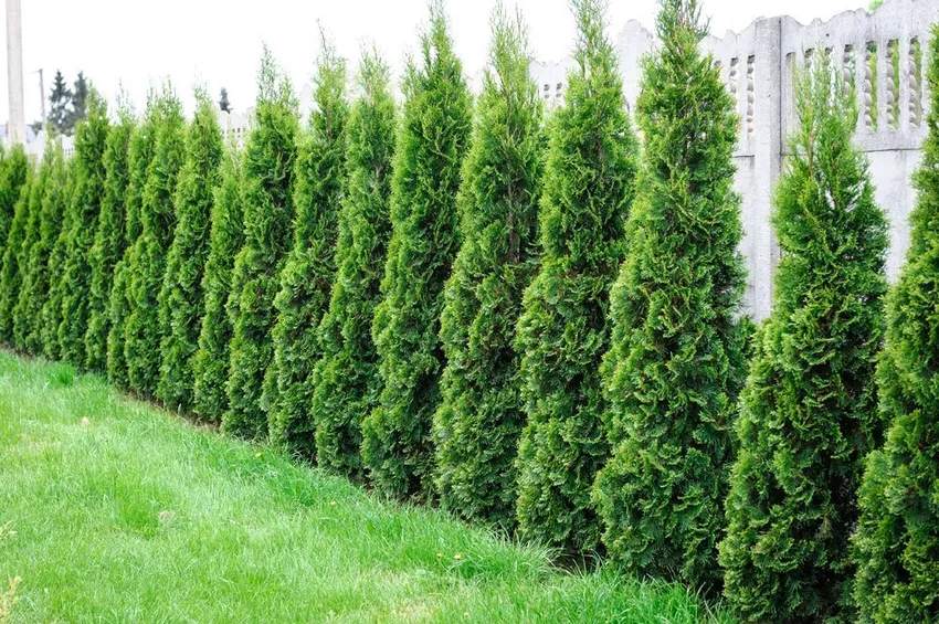 Thuja Smaragd - plantar, fertilizar e cortar