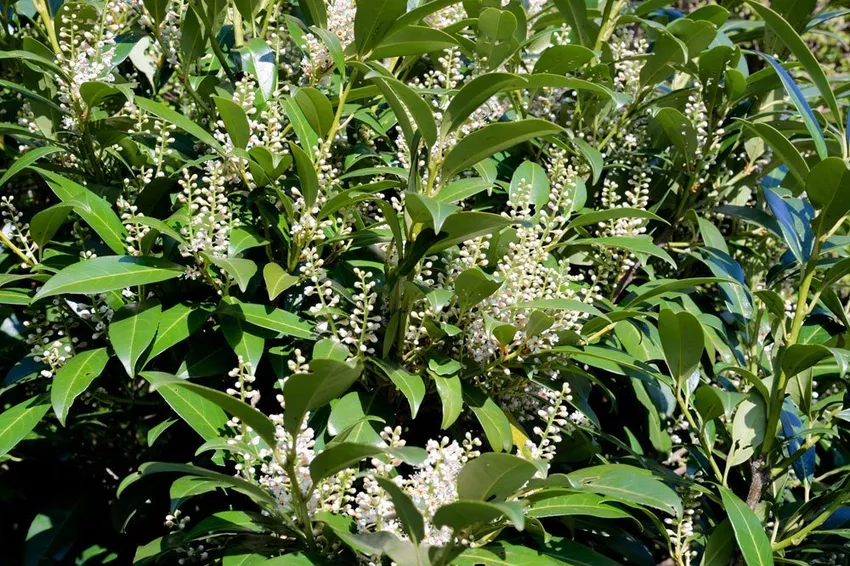 Cherry laurel - plant, fertilize and cut