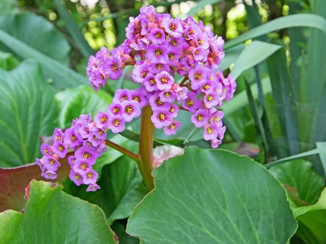 Create a shade garden with perennials - you have to pay attention to this