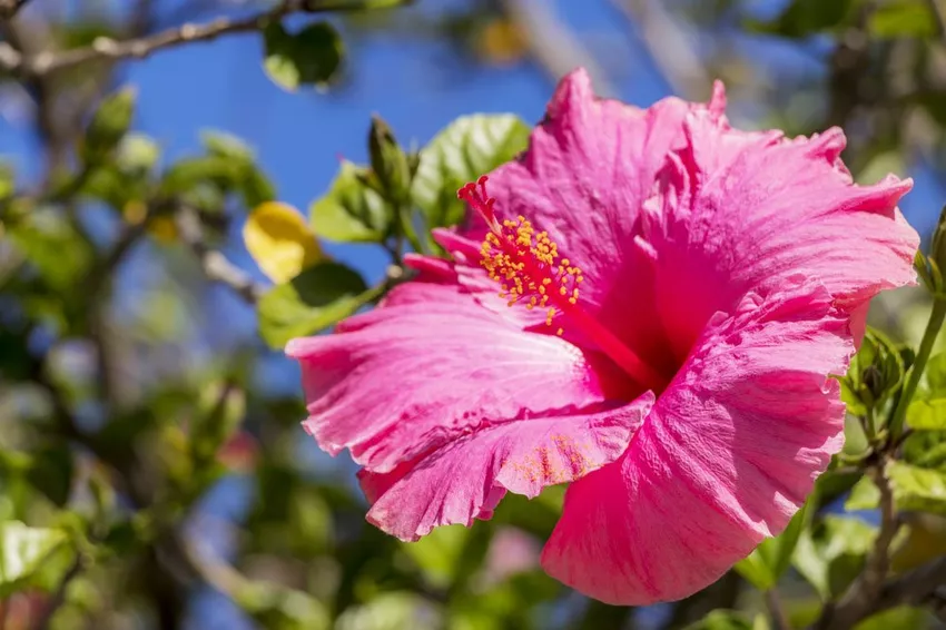 Hibiscus is losing leaves - 3 possible reasons