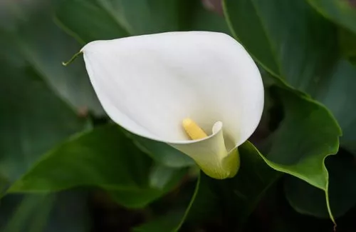 Repotting Calla - a note on the specific reasons and detailed instructions