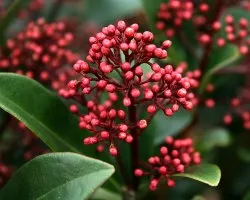 The Skimmia - evergreen balcony plant for the winter