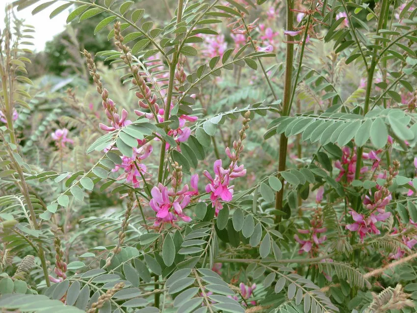 Indigo bush - planting, caring for, cutting over the winter &