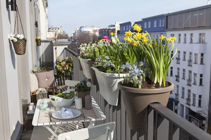 Spring flowers for the balcony - Top 10