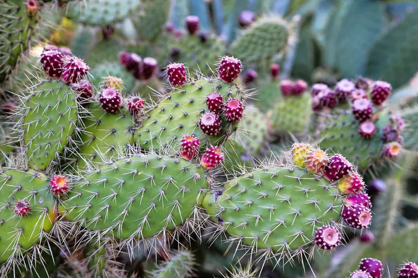 This is how cacti really blossom