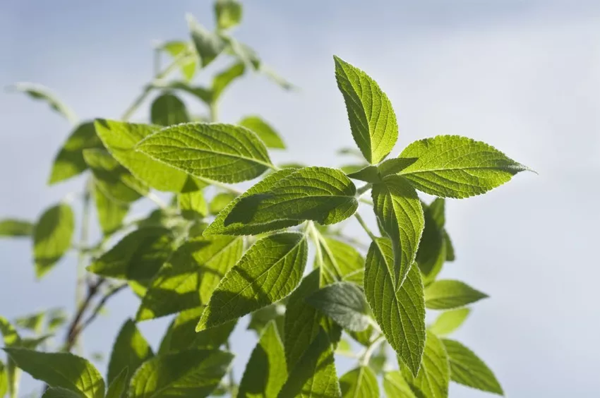 Overwintering pineapple sage - How to overwinter indoors and outdoors