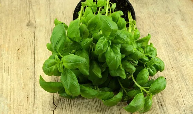 Basil varieties - types and properties at a glance