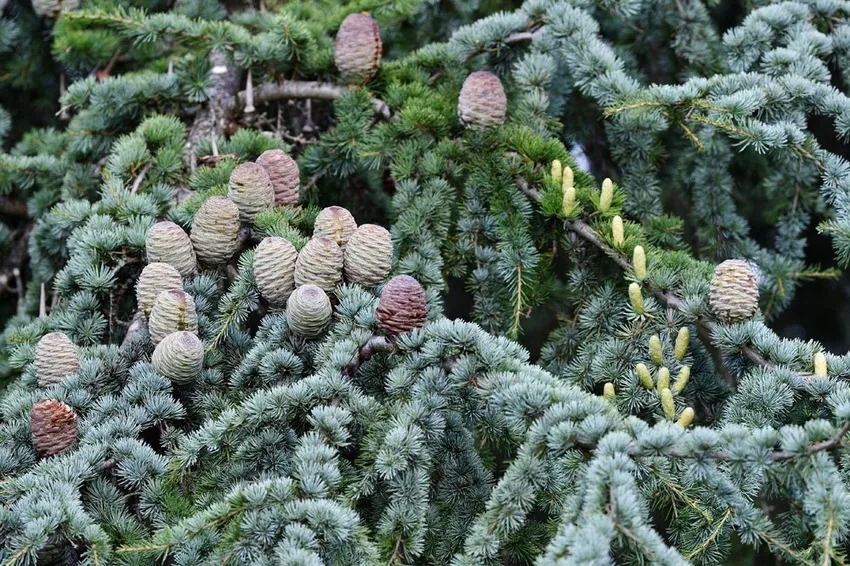 Blue Atlas Cedar - planting, care and tips on diseases