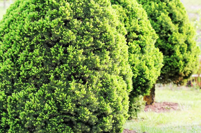 Planting, caring for and overwintering sugar loaf spruce