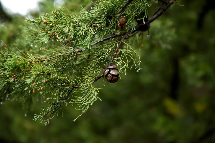 Planting and caring for junipers - How it's done