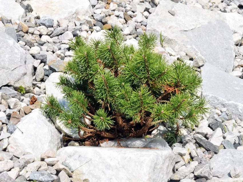 Dwarf pine - planting, care and pruning