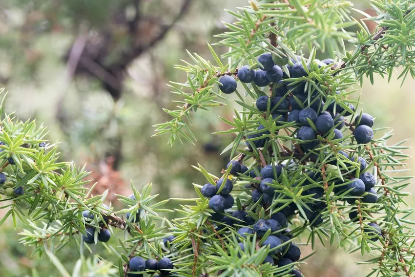 Propagating juniper - 3 ways with instructions