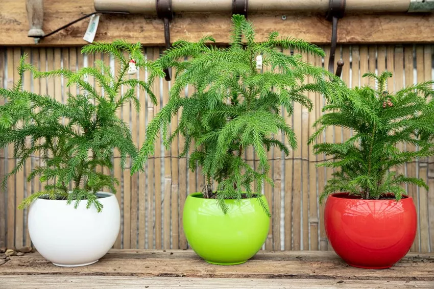 Propagating indoor firs - this is how it works with seeds and top cuttings