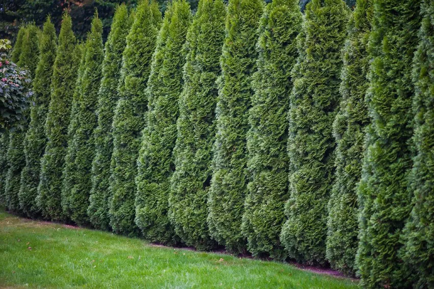 Wintering cypresses - This is how the Mediterranean plant survives the cold temperatures