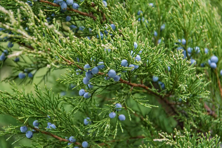 Watering and fertilizing juniper - this is how you do it right