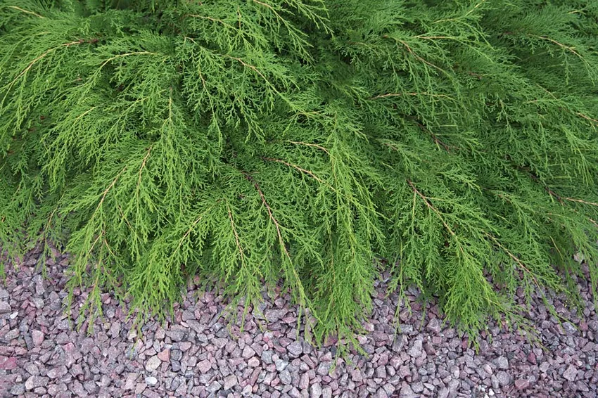 Plant, cultivate and propagate fan juniper