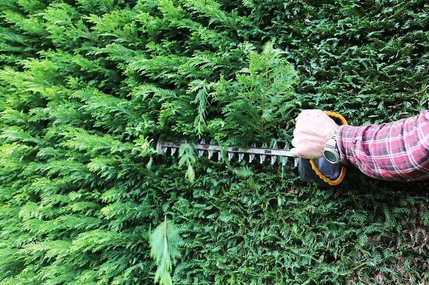 Pruning conifers - what you have to pay attention to