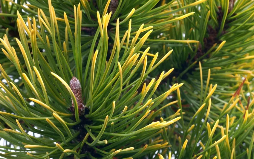 How to prevent conifers from turning yellow