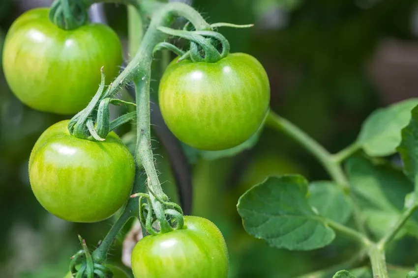 Leave the green tomatoes to ripen