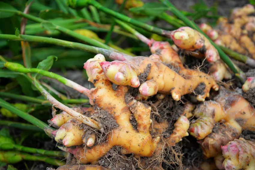 Planting ginger - growing zingiber made easy