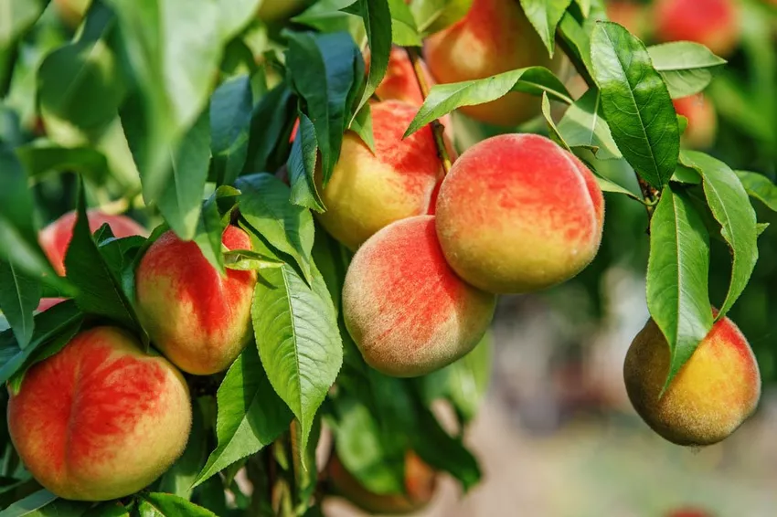 Propagating peaches with your own pits