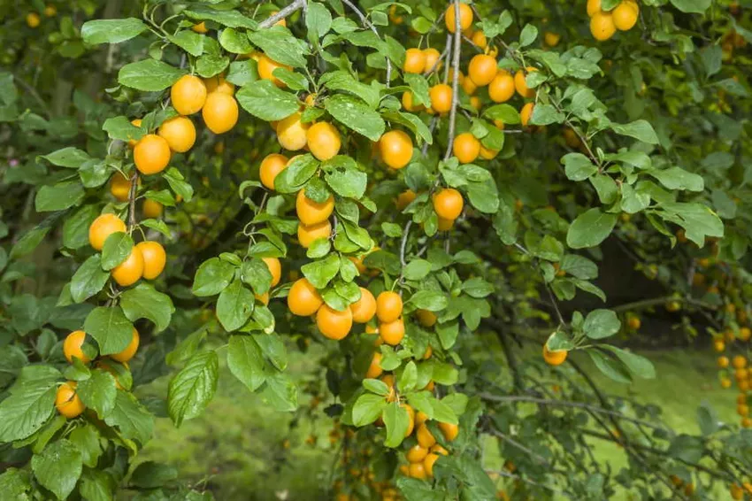 Pruning Mirabelle Tree: This is how you train, rejuvenate and thin it out