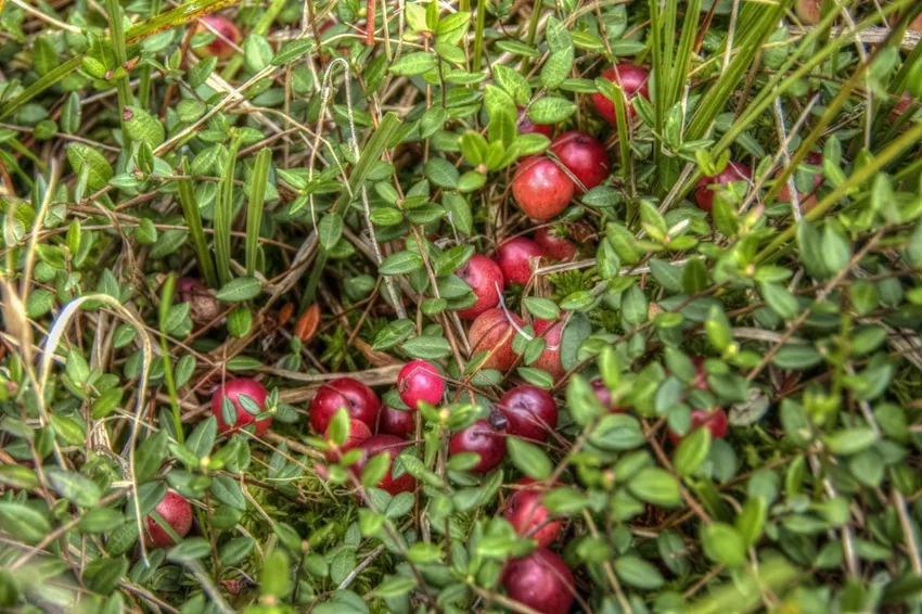 Pruning cranberry - plants, care &