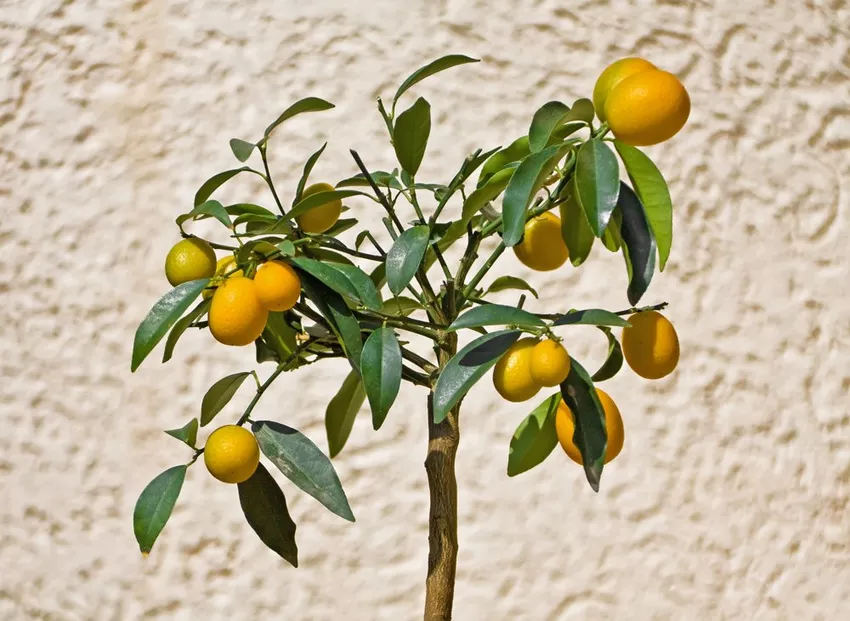 Kumquats - properties, care and propagation of the dwarf orange