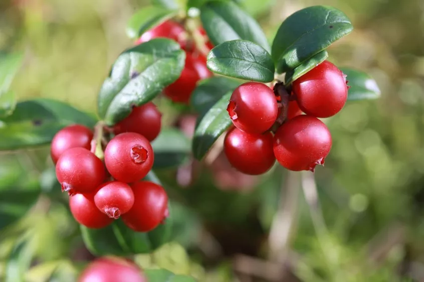 Planting cranberries in the tub - instructions and tips for care