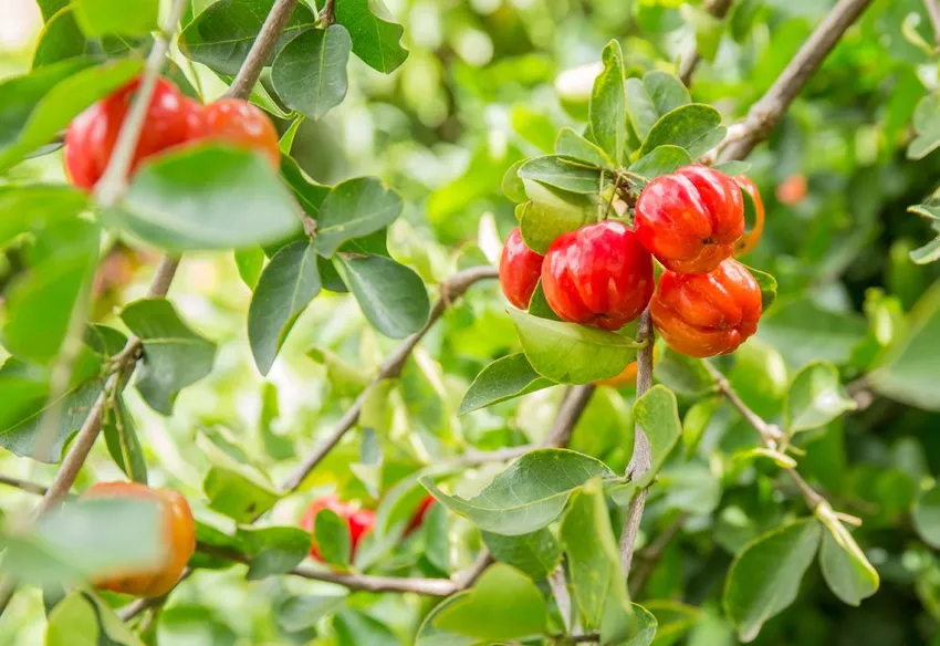 Acerola cherries - the slightly different cherry