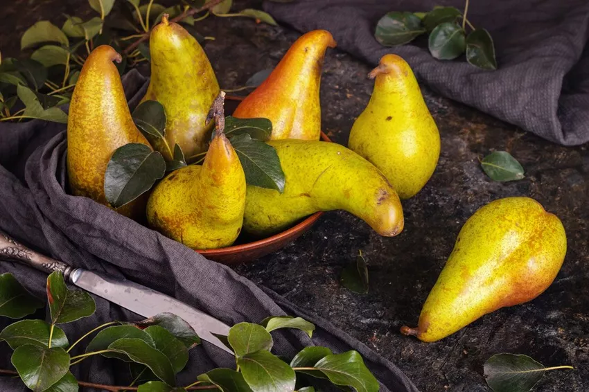 Ancient varieties of pears: 15 popular varieties