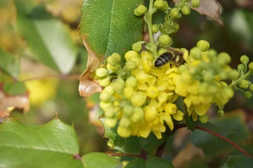 Protect grapes from wasps