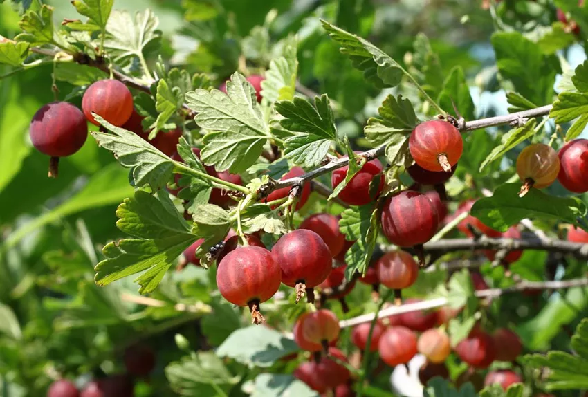 Treating berry bushes correctly