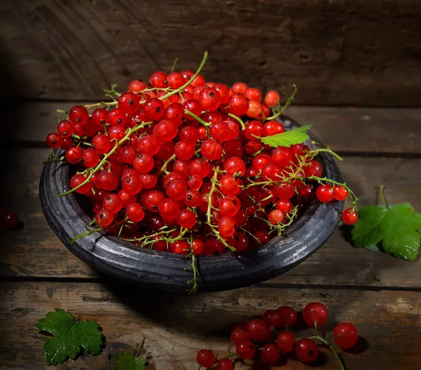 Stone redcurrants - 5 options presented