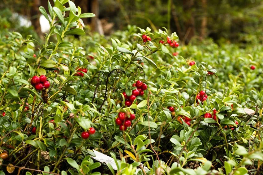 Cranberries: recognizing and combating diseases and pests