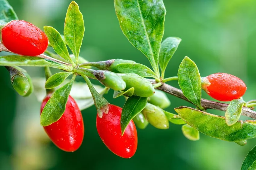 Goji berries - plant, care, cut & overwinter